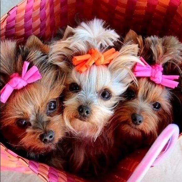 Meet your Posher, Mary - Picture 1 of 2